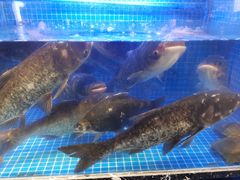 -姜君·千岛湖鱼头馆(浦东大道店)