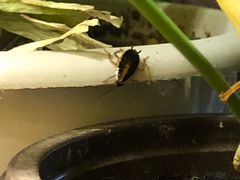 -阿凡提餐厅(簋街店)