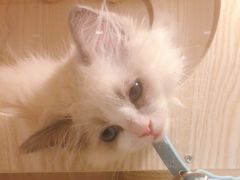 -Pets First伊珊娜洗护·精致美容·家庭式寄养(新会路店)