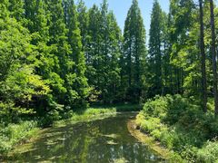 -东平国家森林公园