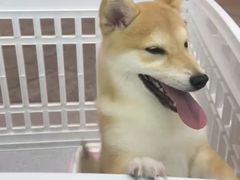 -哆趣宠物医院·眼科·内镜·急重症转诊中心(上海店)