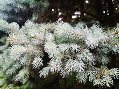 -国家植物园