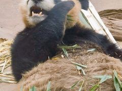 -都江堰中华大熊猫苑