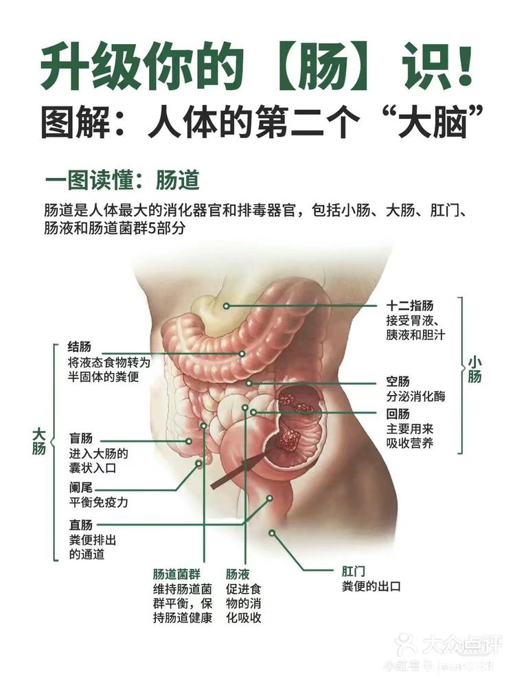 人身肠道图解图片