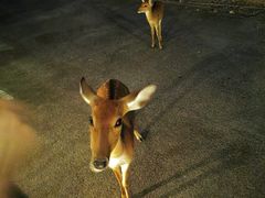 -清迈夜间动物园