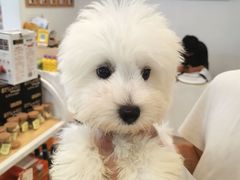 -翊宠yipet猫狗购宠庄园犬舍•猫舍