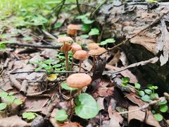 -峡谷浮石林景区