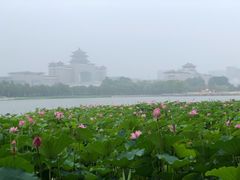 -莲花池公园
