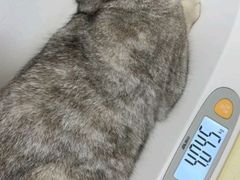 -立德24H动物医院·夜诊·转诊中心·1.5T核磁共振(海珠店)