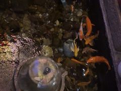 -有梦特色餐厅(古子城店)