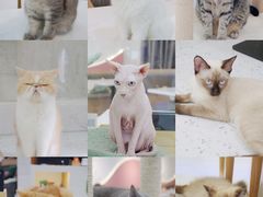 -喵园·猫主题咖啡厅·撸猫·猫咖(国贸店)