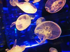 -海合安成都极地海洋公园