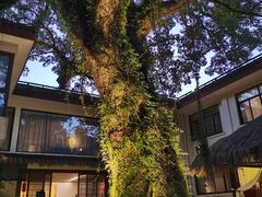 -普陀山雷迪森庄园