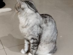-平行世界·猫咖(首经贸店)