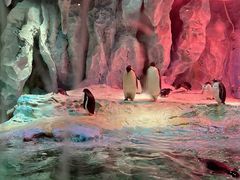 -帝企鹅自助餐厅•儿童岛•真企鹅(长隆企鹅酒店)