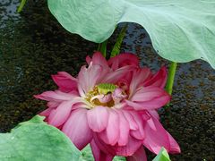 -荷塘月色湿地公园·向阳花洲
