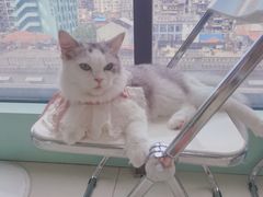 -怪兽屋·羊驼·猫咖·狗咖(俊华广场店)