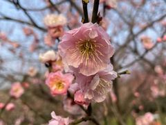 -梅花山(明孝陵内)