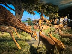 -国家自然博物馆