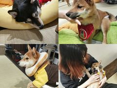 -逗柴咖啡屋·狗咖猫咖宠物桌游