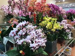 -双季花艺园艺市场(浦东店)