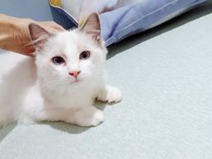 -喵的天空名猫咖啡馆·撸猫·猫舍·用品