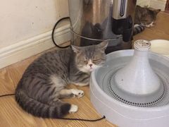 -萌喵宠狗爱心宠咖
