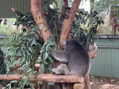 -费瑟代尔野生动物园