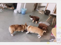 -汪说·狗咖(旺城大厦店)