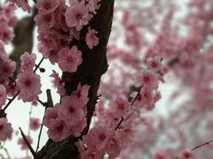-秀丽东方