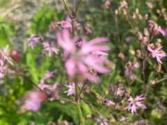 -前小桔亲子创意农场·草莓采摘·露营烧烤