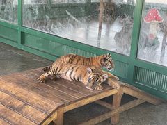 -秦皇岛野生动物园