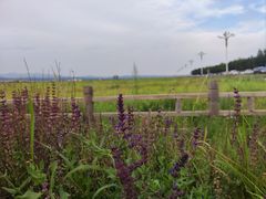 -敕勒川草原