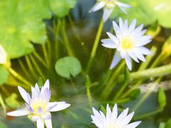 -国家植物园南园