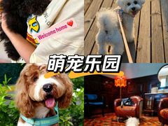 -翊宠yipet猫狗购宠庄园犬舍•猫舍