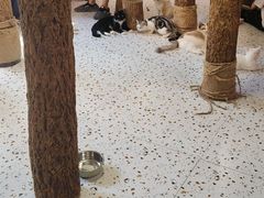 -毛绒耶耶撸宠馆·猫咖·狗咖·荷兰猪咖