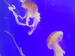 -上海海洋水族馆