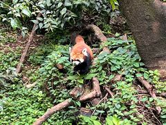 -昆明动物园