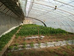 -大自然农场蔬菜草莓采摘园