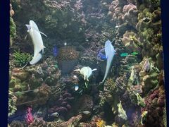 -海合安青岛极地海洋公园