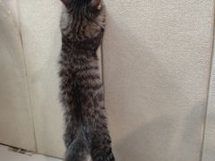 -平行世界·猫咖(首经贸店)