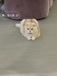 -B.Bridge Couture婚纱礼服(福田店)