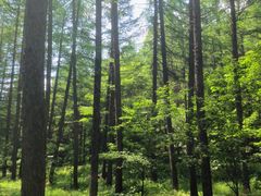 -关门山森林公园