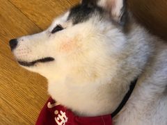 -Husky Go! 哈士奇体验馆·宠物咖啡厅狗咖