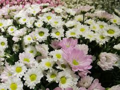 -爱尚幸福鲜花(上地实体店)