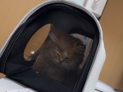 -瑞派康怡24h宠物医院·犬猫医疗中心·微创绝育(瑞景分院)