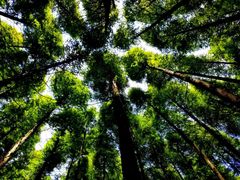 -山王坪喀斯特国家生态公园