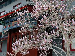 -天津大悲禅院