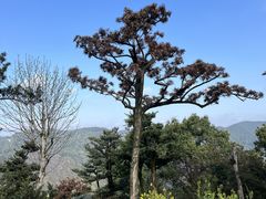 -南山植物园