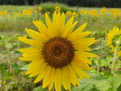 -汉长安城未央宫国家考古遗址公园